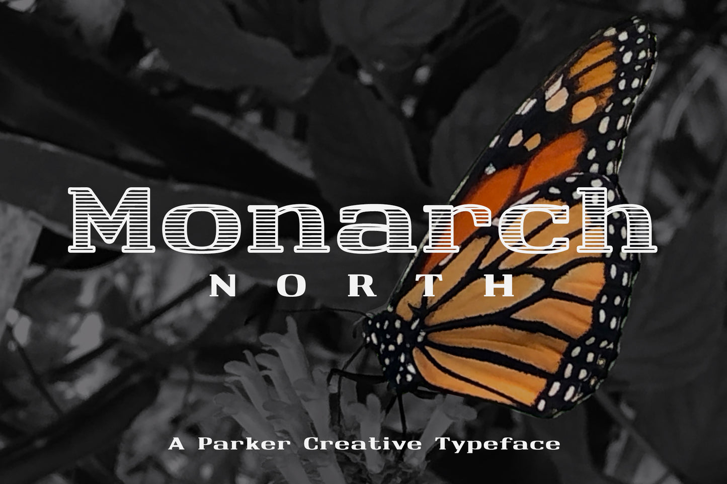 Monarch North Line Hatch Serif